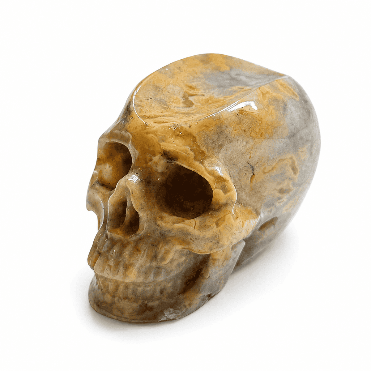 skull on white background