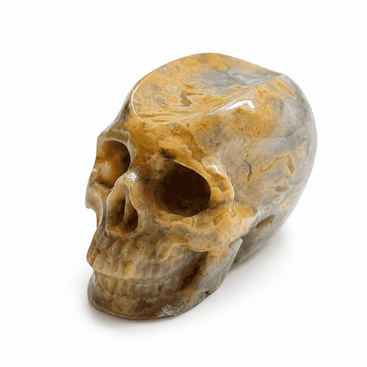 skull on white background